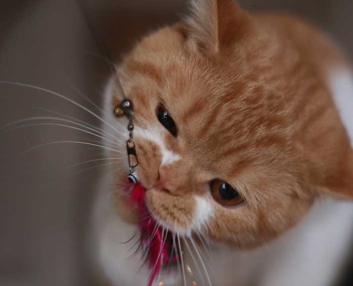 Kotka brytyjska Ina Agilis Cattus*PL