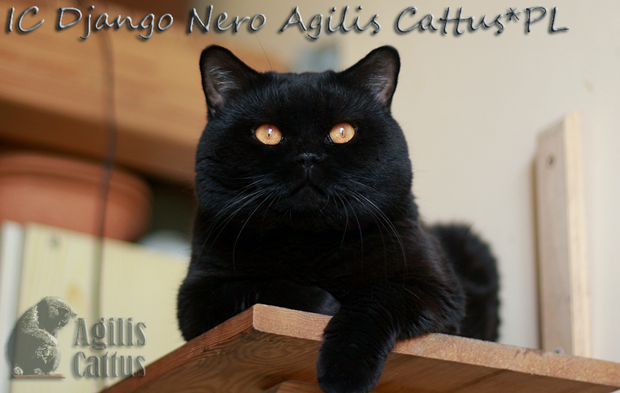 Kocur brytyjski Django Nero Agilis Cattus*PL