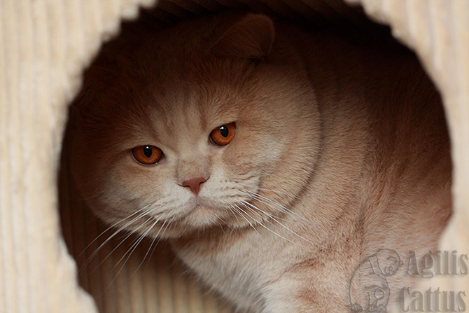 Kocur brytyjski Fado z hodowli Agilis Cattus*PL