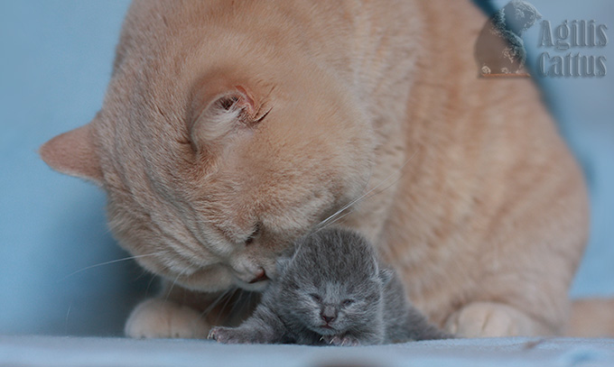 Kocur brytyjski Fado z hodowli Agilis Cattus*PL.