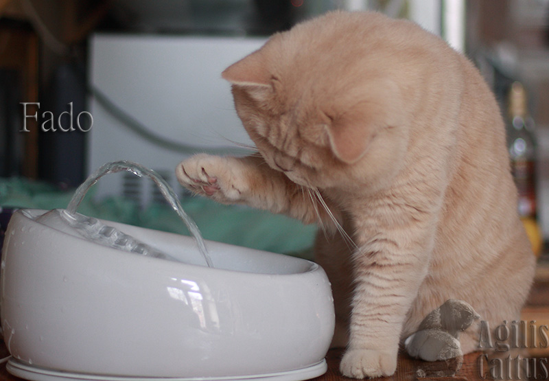 Kocur brytyjski Fado z hodowli Agilis Cattus*PL.