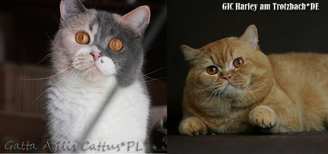 Bunia i Django Agilis Cattus*PL