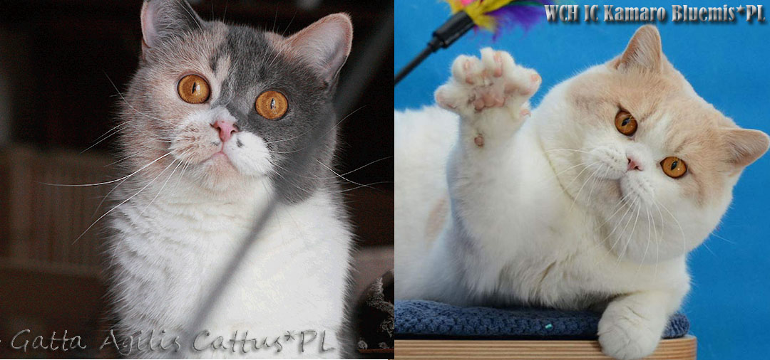 Gatta i Kamaro Bluemiś*PL