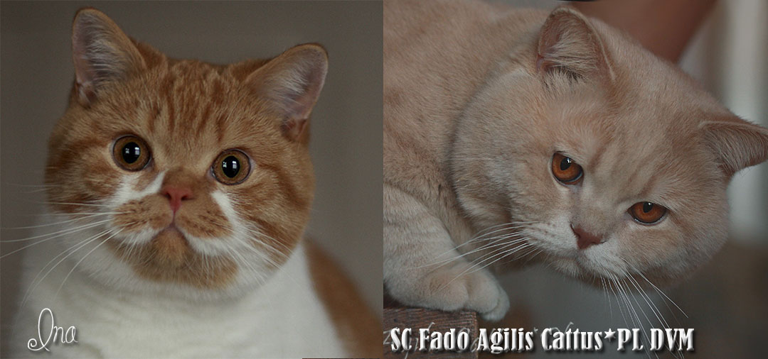 Ina i Fado Agilis Cattus*PL
