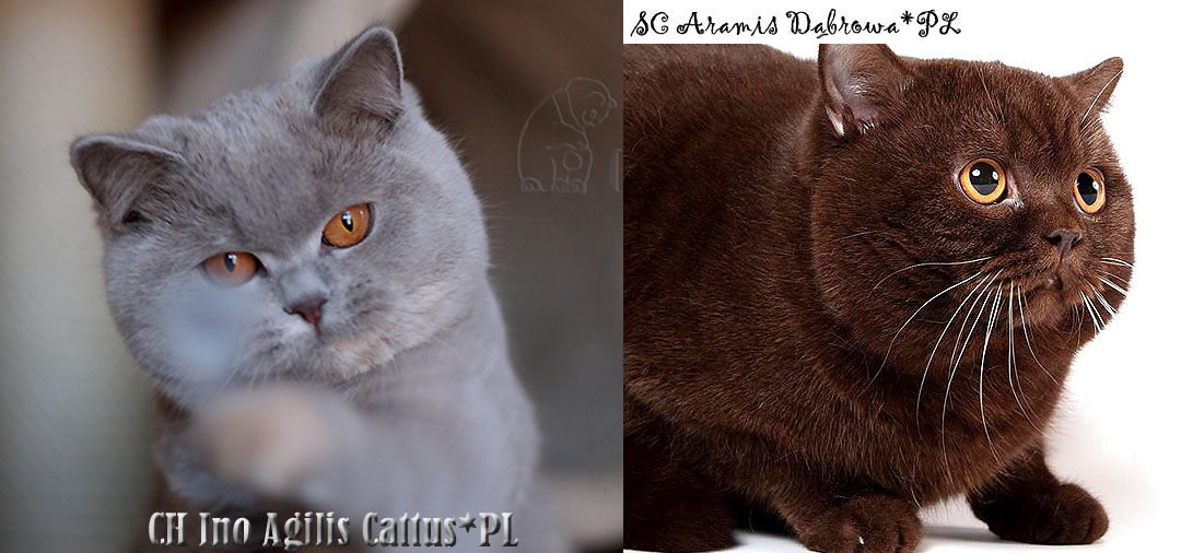 Ino i Aramis Dąbrowa*PL