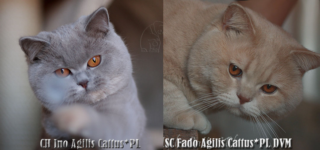 Ino i Fado Agilis Cattus*PL