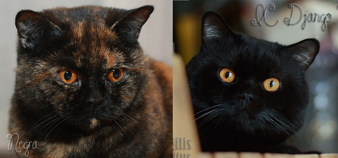 Negra i Django Agilis Cattus*PL