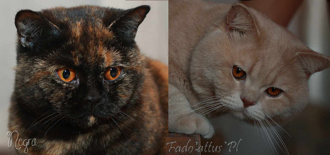 Negra i Fado Agilis Cattus*PL