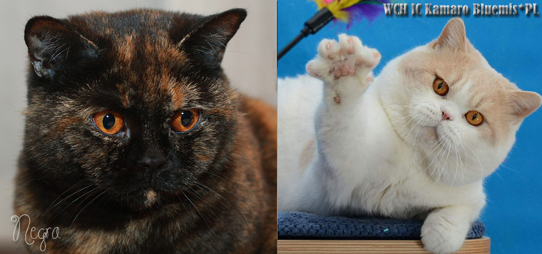 Negra i Kamaro Bluemis