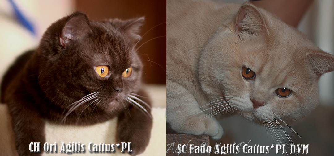 Ori i Fado Agilis Cattus*PL