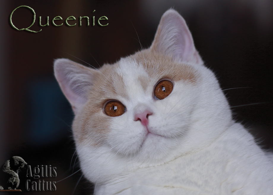 Queenie Agilis Cattus*PL