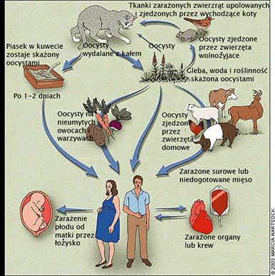 Cykl rozwojowy pierwotniaka Toxoplasma gondii